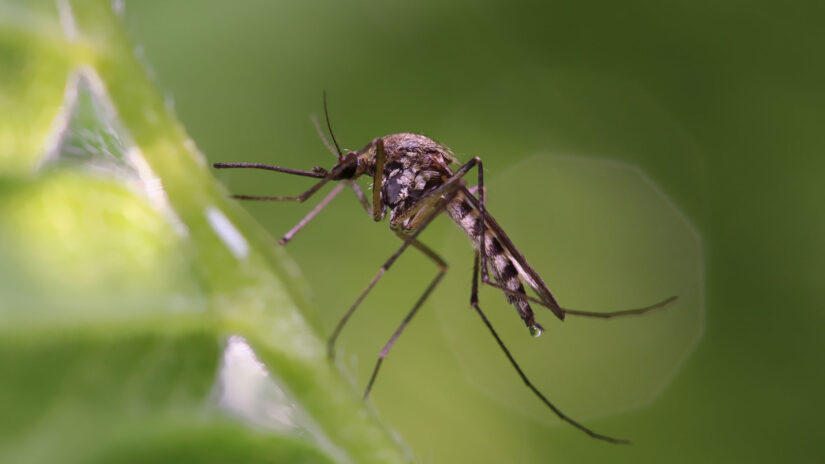 Mosquito Control